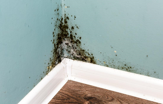 Do You Know About the Danger of Mold Growth in Your Home?